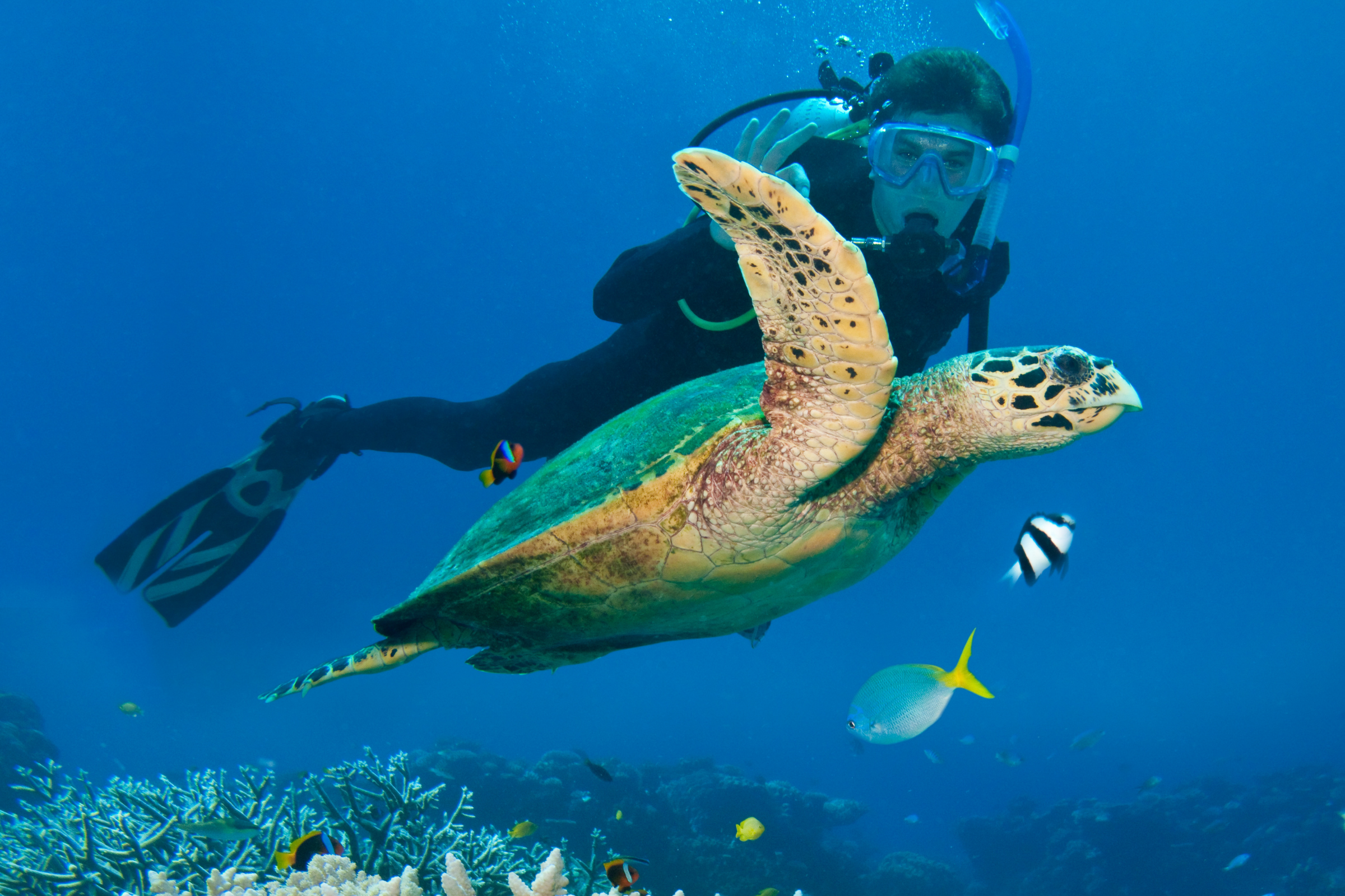 ribbon reef, great barrier reef (4).webp
